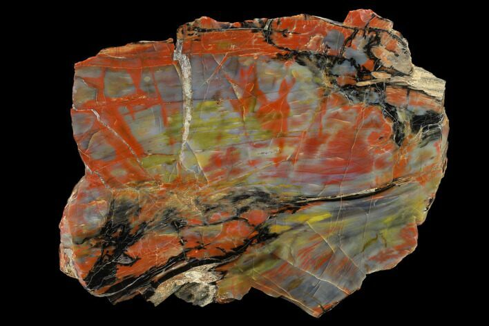 Colorful Petrified Wood (Araucarioxylon) Section - Arizona #132208